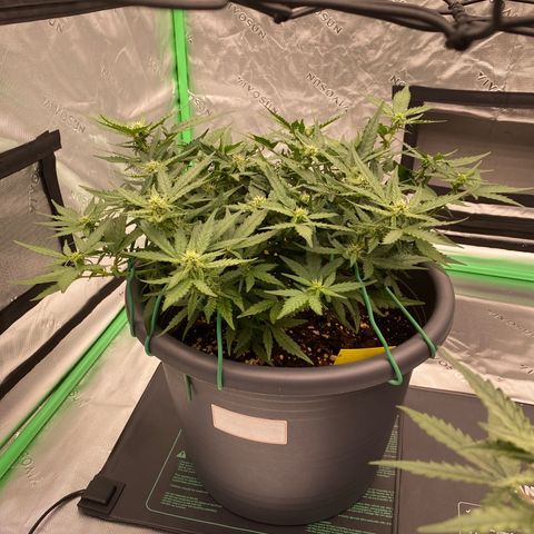 Mimosa x Orange Punch Auto growlog timeline photo
