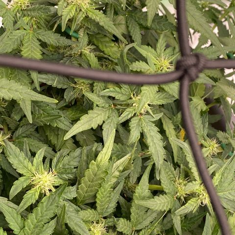 Mimosa x Orange Punch Auto growlog timeline photo