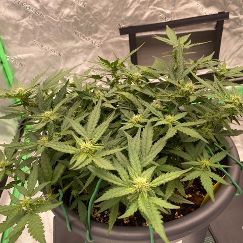 Mimosa x Orange Punch Auto growlog timeline photo