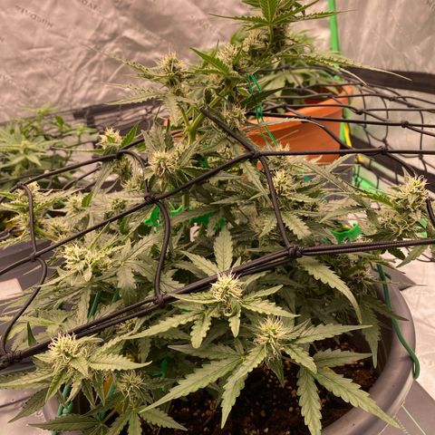 Glue Gelato Auto growlog timeline photo