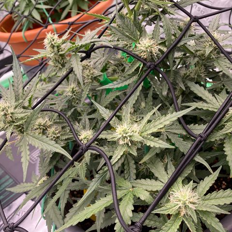 Glue Gelato Auto growlog timeline photo