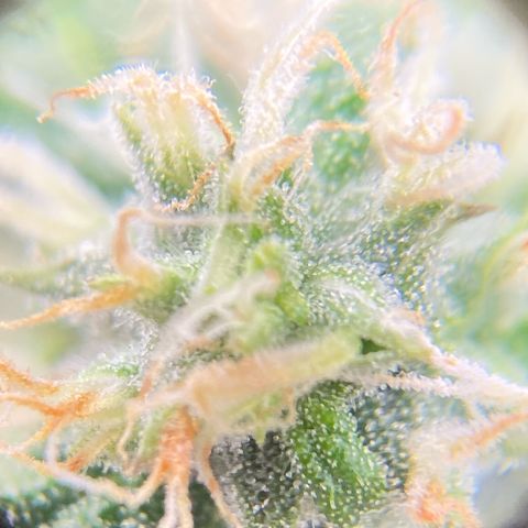Glue Gelato Auto growlog timeline photo