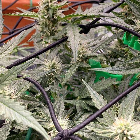 Glue Gelato Auto growlog timeline photo
