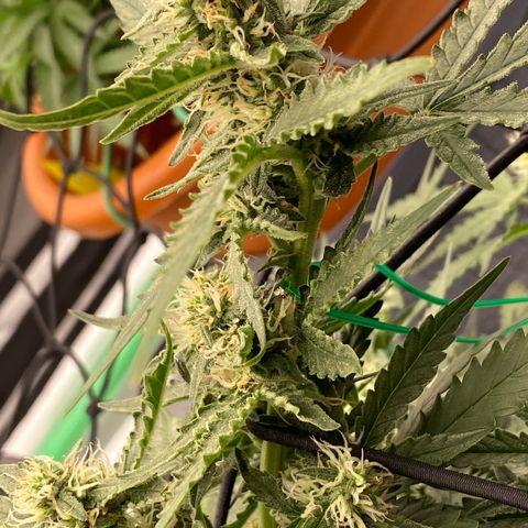 Glue Gelato Auto growlog timeline photo