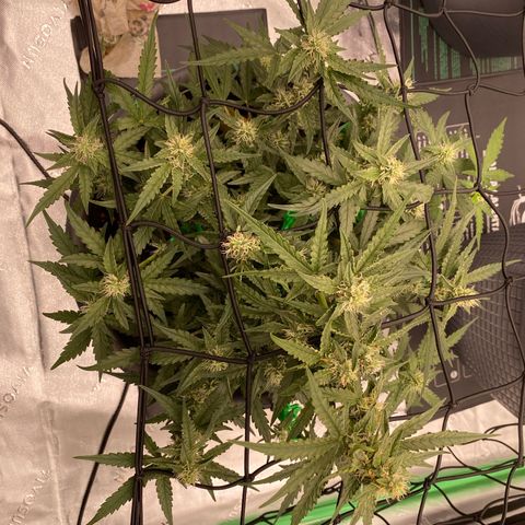 Glue Gelato Auto growlog timeline photo