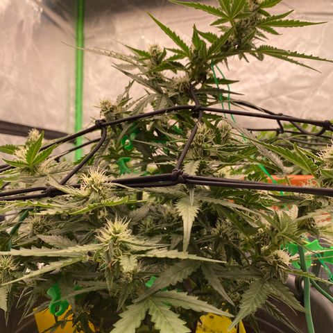 Glue Gelato Auto growlog timeline photo