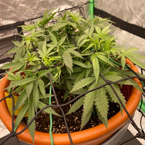 Moby Dick Auto growlog timeline photo