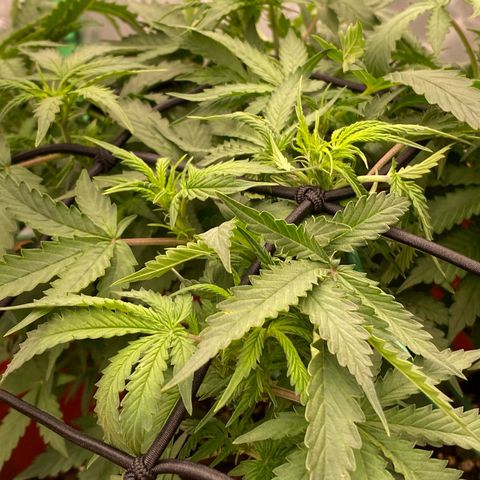 Moby Dick Auto growlog timeline photo