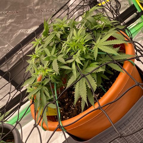 Moby Dick Auto growlog timeline photo
