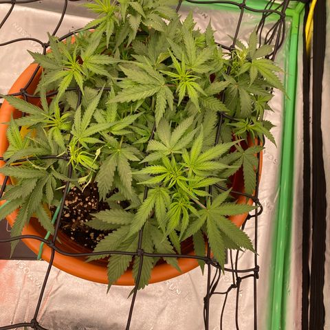 Moby Dick Auto growlog timeline photo