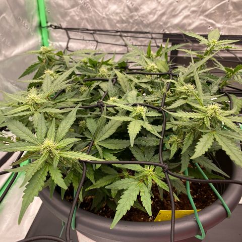 Mimosa x Orange Punch Auto growlog timeline photo