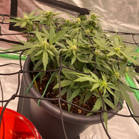 Mimosa x Orange Punch Auto growlog timeline photo