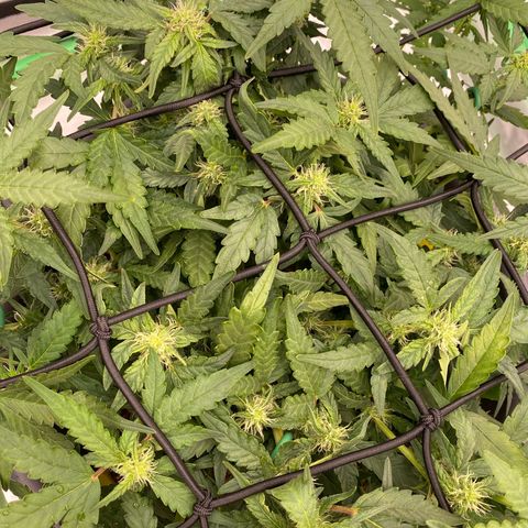 Mimosa x Orange Punch Auto growlog timeline photo