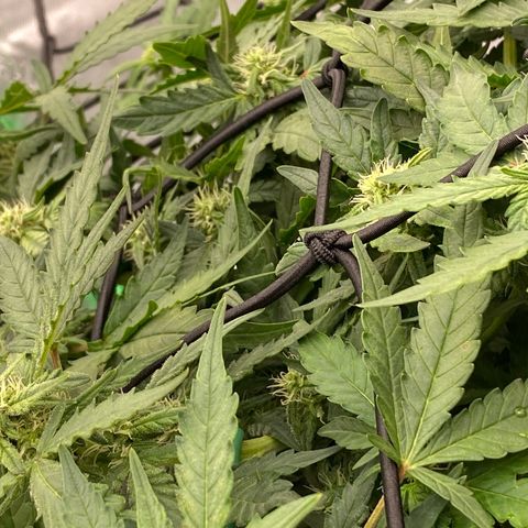 Mimosa x Orange Punch Auto growlog timeline photo