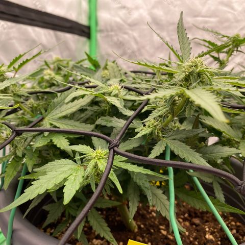Mimosa x Orange Punch Auto growlog timeline photo