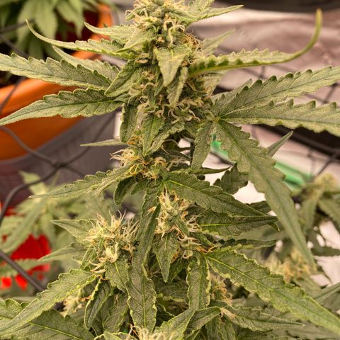 Glue Gelato Auto growlog timeline photo