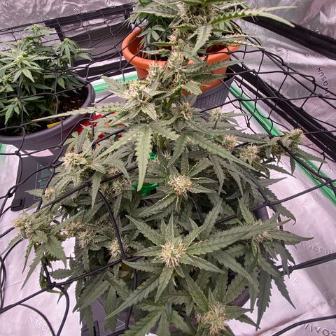 Glue Gelato Auto growlog timeline photo