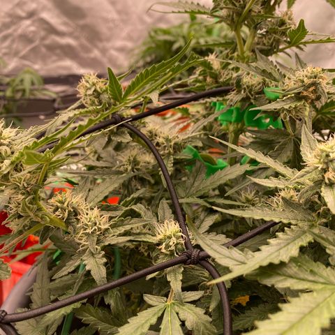 Glue Gelato Auto growlog timeline photo