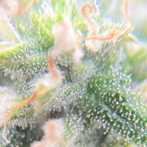 Glue Gelato Auto growlog timeline photo