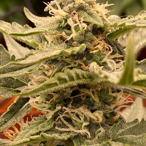 Glue Gelato Auto growlog timeline photo