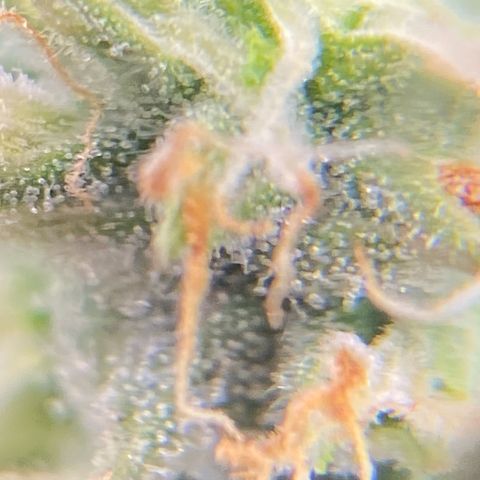Glue Gelato Auto growlog timeline photo