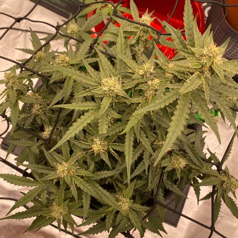 Glue Gelato Auto growlog timeline photo