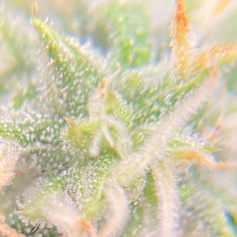 Glue Gelato Auto growlog timeline photo