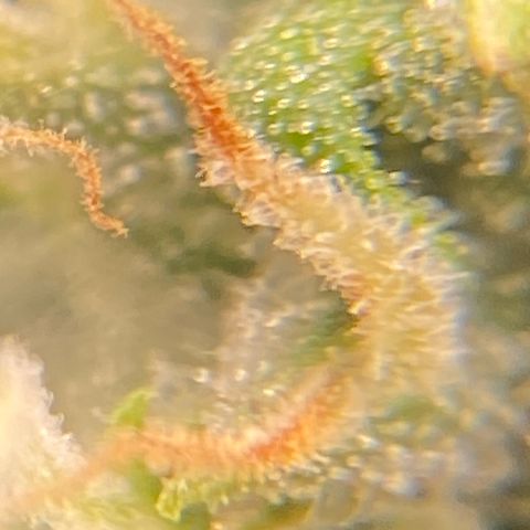 Glue Gelato Auto growlog timeline photo