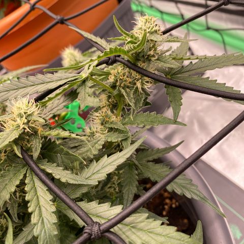 Glue Gelato Auto growlog timeline photo