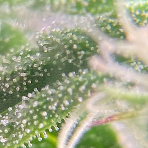 Mimosa x Orange Punch Auto growlog timeline photo