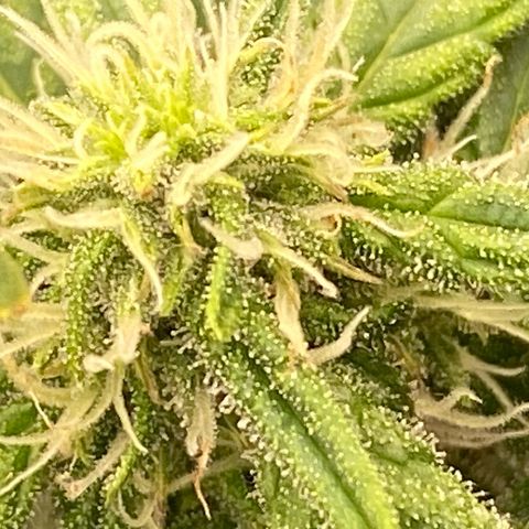 Mimosa x Orange Punch Auto growlog timeline photo