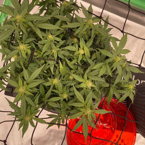 Mimosa x Orange Punch Auto growlog timeline photo