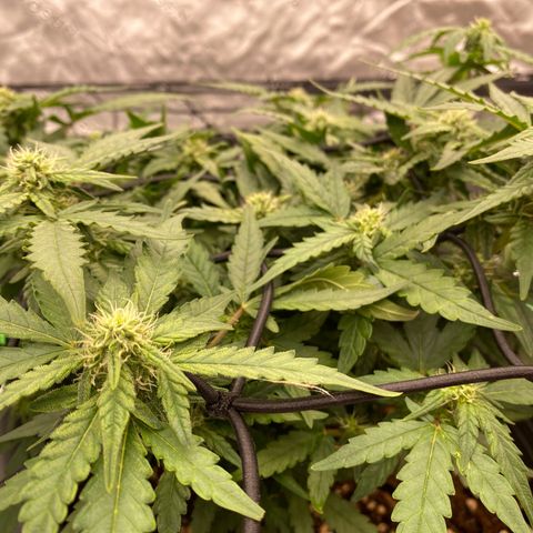 Mimosa x Orange Punch Auto growlog timeline photo