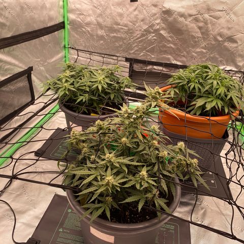 Mimosa x Orange Punch Auto growlog timeline photo
