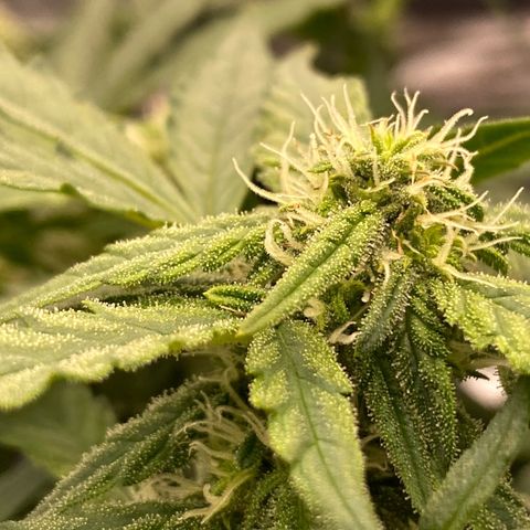 Mimosa x Orange Punch Auto growlog timeline photo