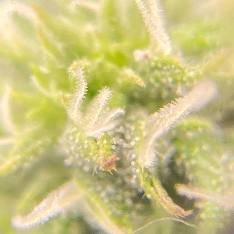 Mimosa x Orange Punch Auto growlog timeline photo