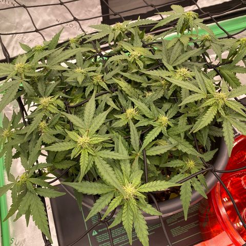 Mimosa x Orange Punch Auto growlog timeline photo