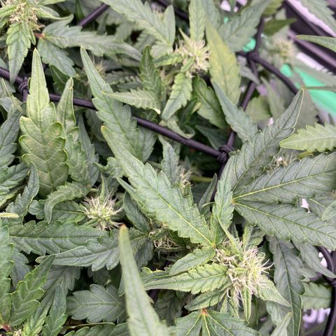 Mimosa x Orange Punch Auto growlog timeline photo