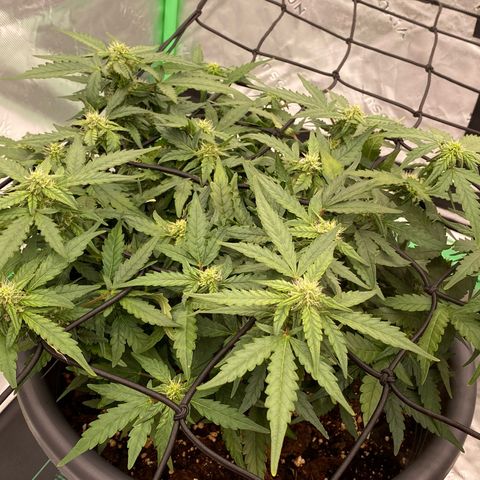 Mimosa x Orange Punch Auto growlog timeline photo