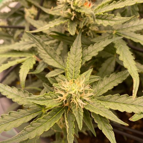 Glue Gelato Auto growlog photo: Die Bilder davor sind vom 29ten 
