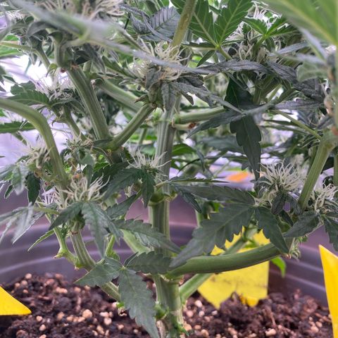 Glue Gelato Auto growlog timeline photo