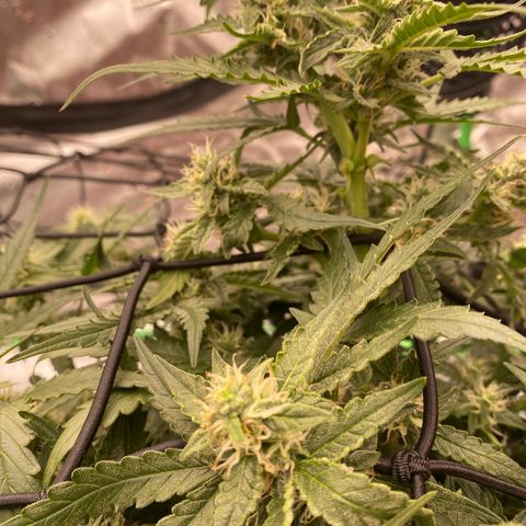 Glue Gelato Auto growlog timeline photo