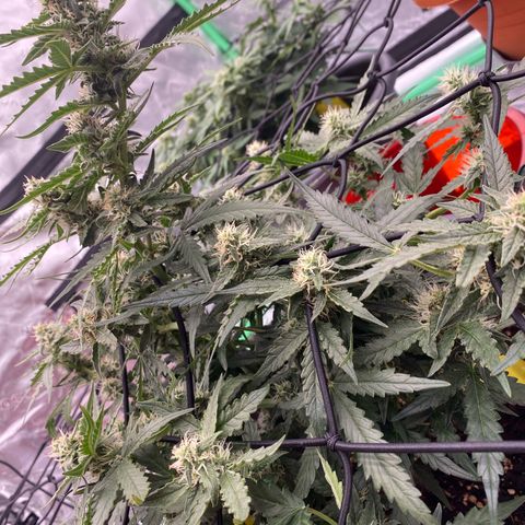 Glue Gelato Auto growlog timeline photo