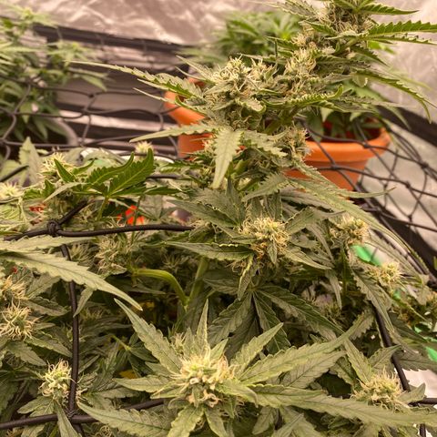 Glue Gelato Auto growlog timeline photo