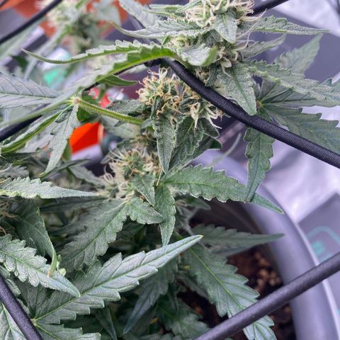 Glue Gelato Auto growlog timeline photo