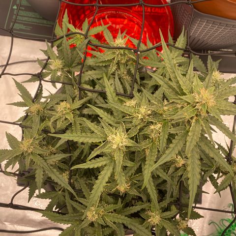 Glue Gelato Auto growlog timeline photo