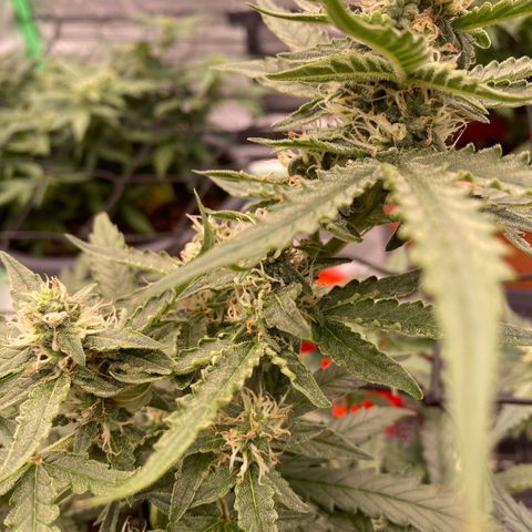 Glue Gelato Auto growlog timeline photo