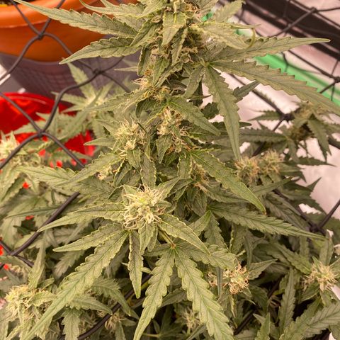 Glue Gelato Auto growlog timeline photo