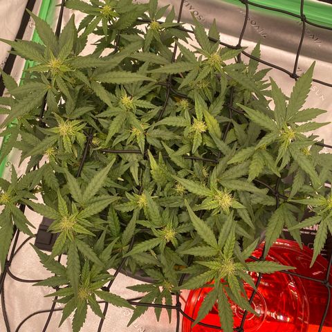 Mimosa x Orange Punch Auto growlog photo: Die Fotos davor sind vom 29ten