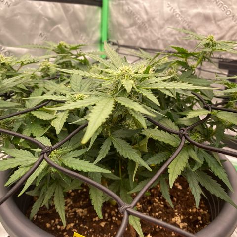 Mimosa x Orange Punch Auto growlog photo: Die Fotos davor sind vom 29ten
